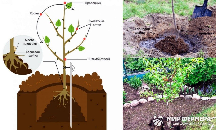 Как посадить персик