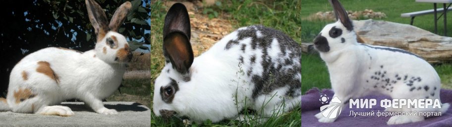 Кролик Бабочка: фото и описание 