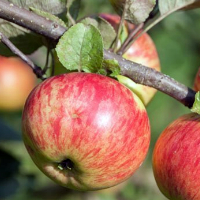 Сорт яблони Медовая или Медуница плюсы и минусы летнего сорта обрезка уход