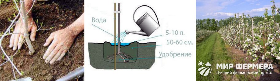 Посадка яблони