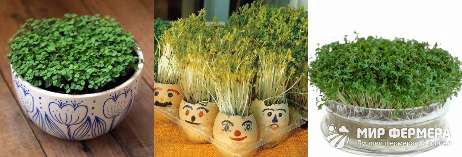 Выращивание кресс салата