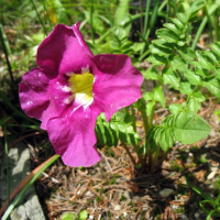Инкарвиллея: посадка, уход и выращивание цветка дома