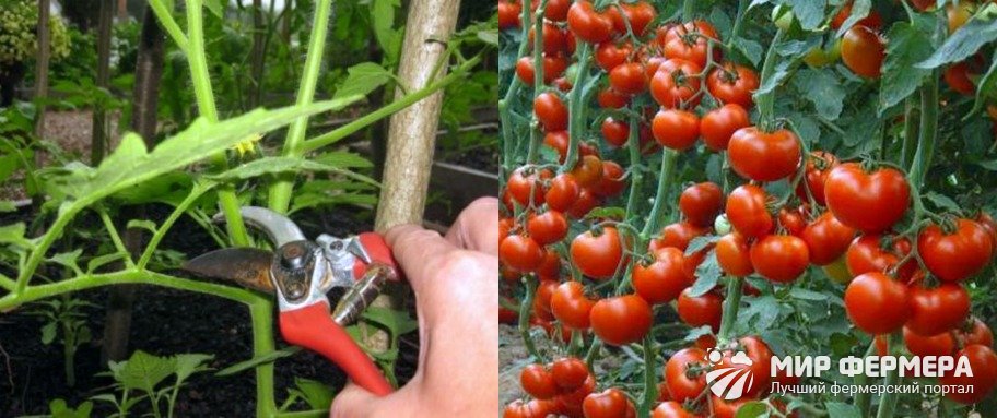 Детерминантные сорта томатов