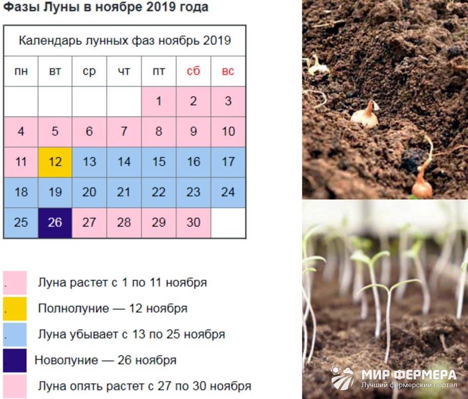 Благоприятные дни в ноябре для посадки чеснока. Лунный календарь на ноябрь 2019 года. Лунный календарь на ноябрь 2021. Лунный календарь на ноябрь 2020 года. Неблагоприятные лунные дни в ноябре.