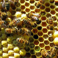 Как пчелы делают мед: интересные факты, видео для детей | Секреты производства меда от пчел