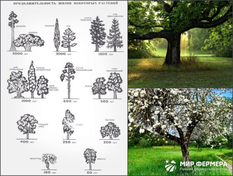 Продолжительность жизни деревьев: таблица и описание