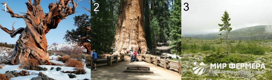 Самые старые деревья в мире