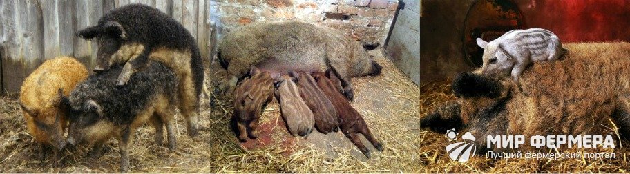 Разведение венгерских мангалиц