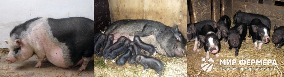 Выращивание вьетнамских свиней