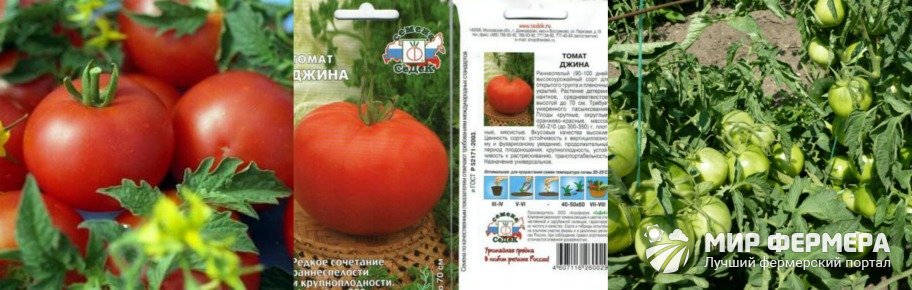 Сорт томатов Джина