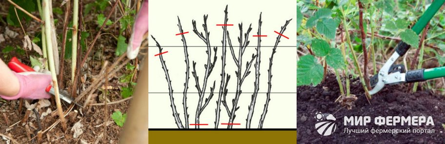 Обрезка малины
