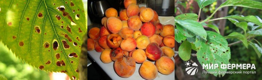 Болезни абрикосов