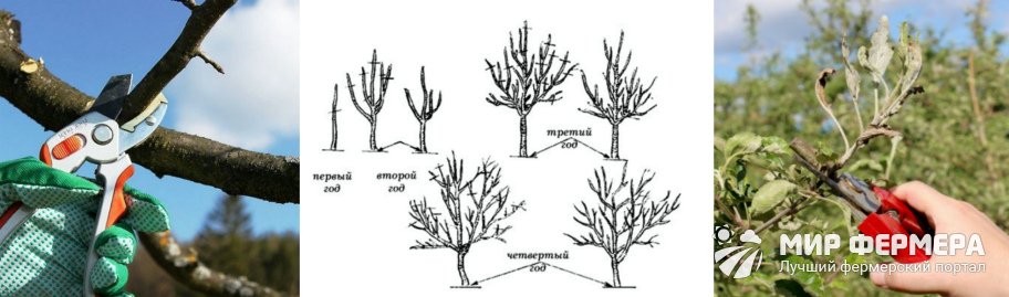 Обрезка яблони