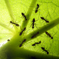 Как избавиться от муравьев в теплице