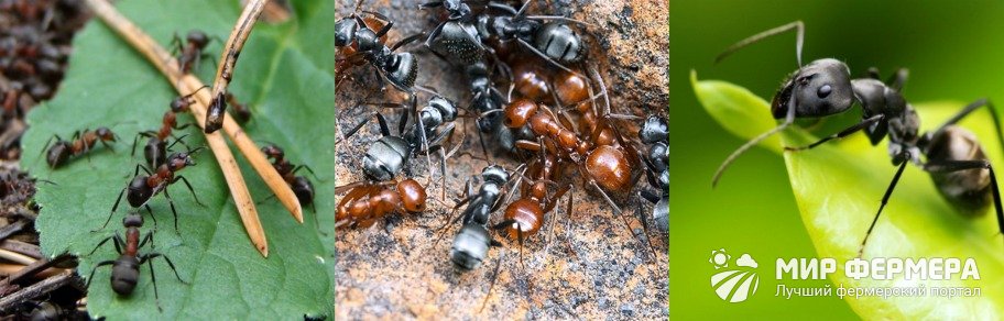 Почему в теплице появились муравьи