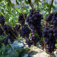 Удобрение винограда весной