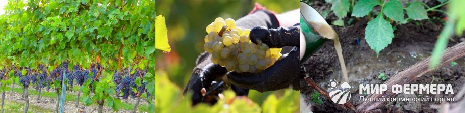 Зачем удобрять виноград