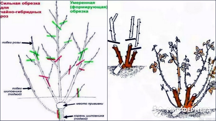 Обрезка чайногибридной розы