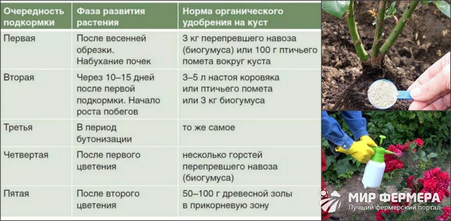 Надо ли вносить. Таблица подкормок роз с весны до осени. Таблица внесения удобрений для роз. Таблица подкормки и обработки роз. Подкормка роз весной таблица.