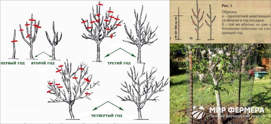 Обрезка яблони при посадке