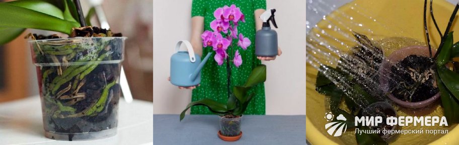 Как поливать орхидею, чтобы она цвела