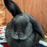 Как выглядит ушной клещ у кроликов?