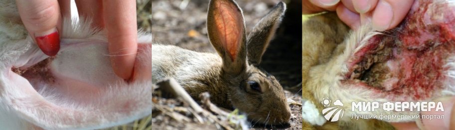 Симптомы ушного клеща у кроликов