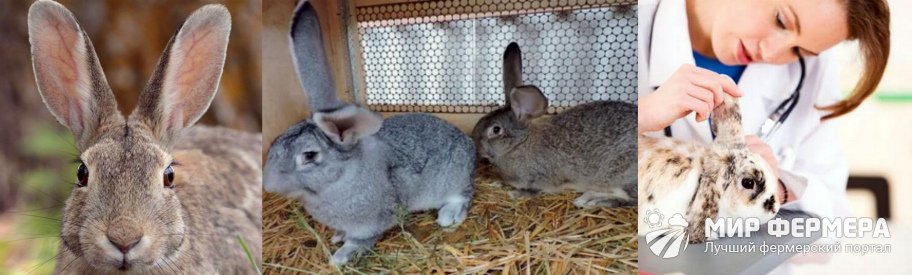 Профилактика ушного клеща у кроликов