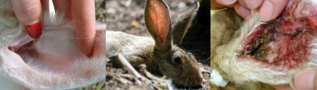 Ушной клещ у кролика: от чего появляется, как и чем лечить
