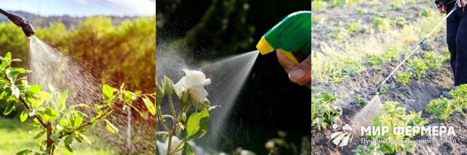 Как опрыскивать растения борной кислотой