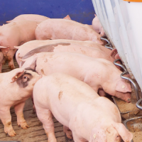 Новые правила содержания КРС и свиней