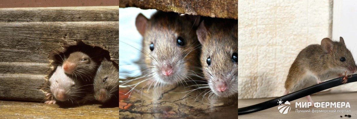 Как понять, что доме появились мыши