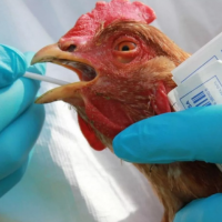 Зафиксировано первое заражение людей новым штаммом птичьего гриппа