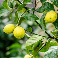 Как ухаживать за лимоном