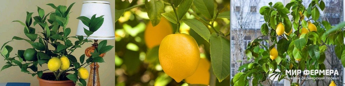 Плодоношение лимона
