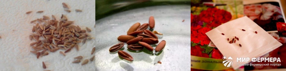 Семена пеларгонии