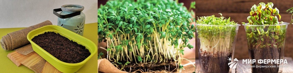 Как вырастить микрозелень в грунте