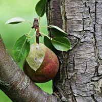 На какое дерево можно привить грушу