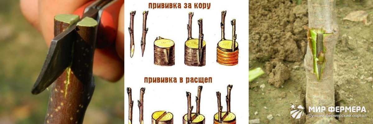 Прививка груши весной для начинающих инструкция. Прививка груши в расщеп. Прививка яблони в расщеп. Прививка яблони в расщеп и в разрез. Прививка яблони весной в расщеп.