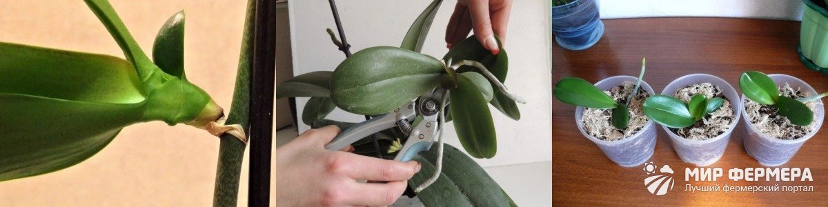Как рассадить орхидею отростками