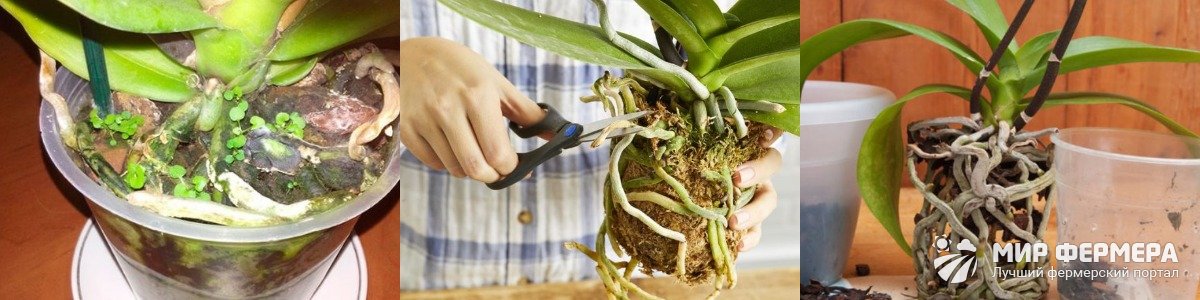 Как рассадить орхидею в другой горшок
