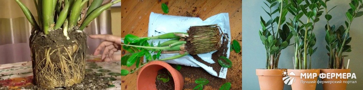 Как рассадить замиокулькас