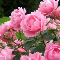Пять агроприемов, соблюдение которых позволит розам не болеть, роскошно цвести и подготовиться к зимовке