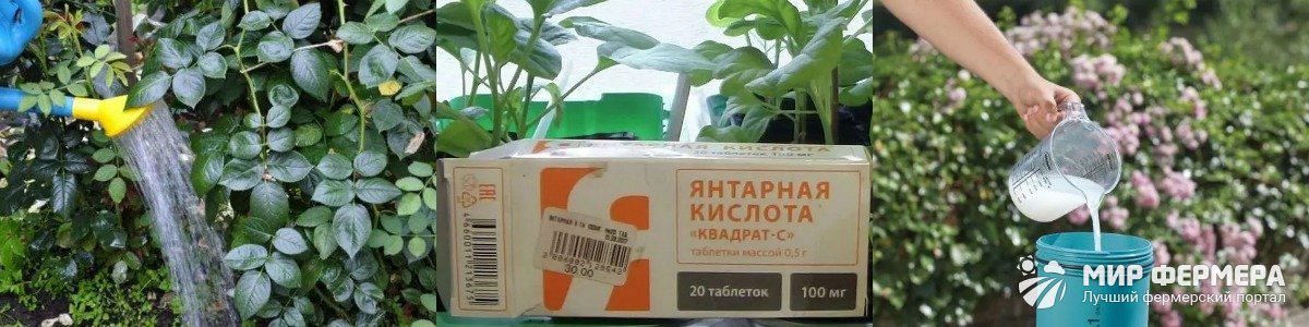 Полив роз янтарной кислотой