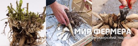 Когда доставать георгины из погреба