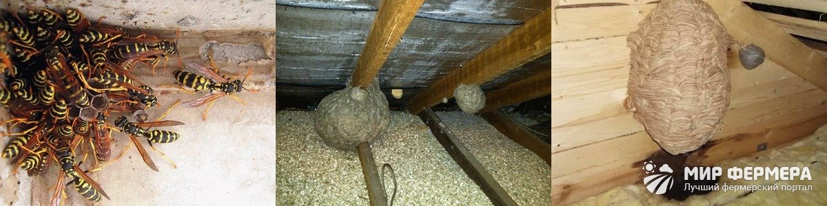 Как избавиться от осиного гнезда под крышей